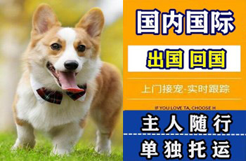 双桥区宠物托运公司双桥区宠物托运公司双桥区宠物托运公司