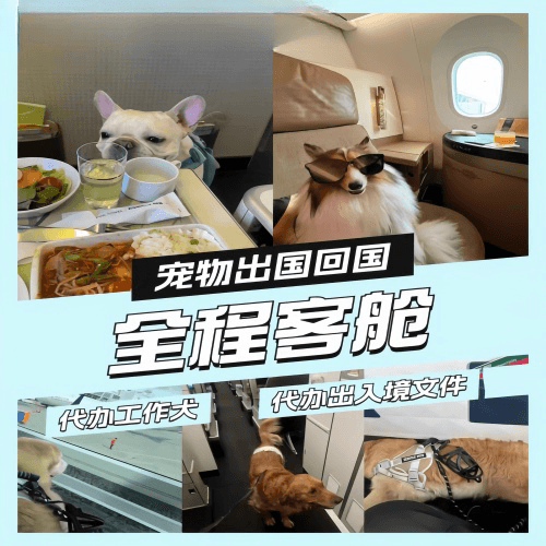 双桥区宠物托运到白俄罗斯宠物入境规定和要求