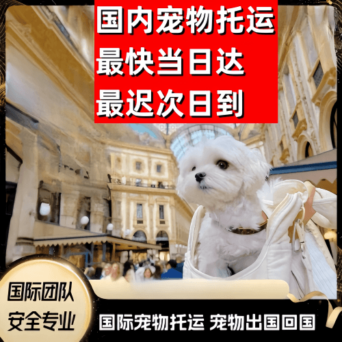双桥区到澳大利亚（澳洲）宠物入境规定和要求